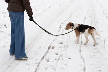 foxterier- pies na spacerze © anix