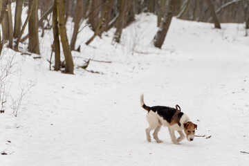 foxterier- pies na spacerze © anix