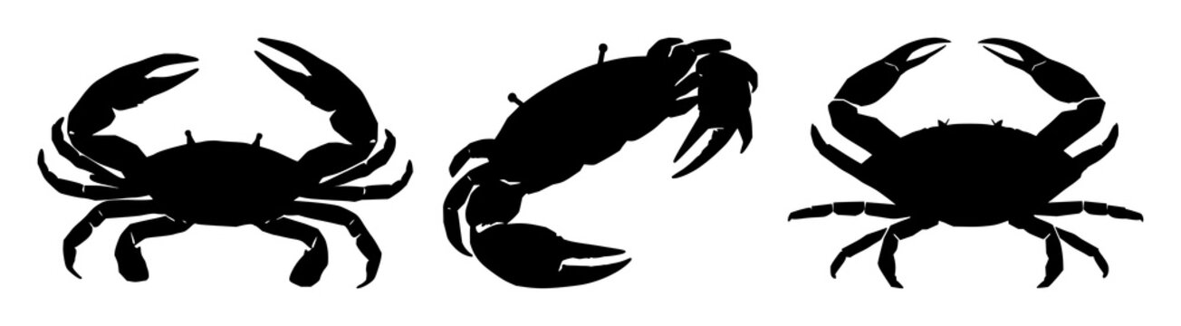 Crab silhouette set with one-color stylized outline on paper featuring crustacean, marine, tide with nature and wildlife