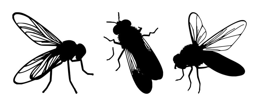 Firefly silhouette set with night sky background and glowing wings featuring insects, glow, nocturnal with vector and minimalist