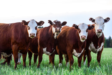Fototapeta premium Cattle Herd in the Argentine countryside, La Pampa Province, Patagonia, Argentina.