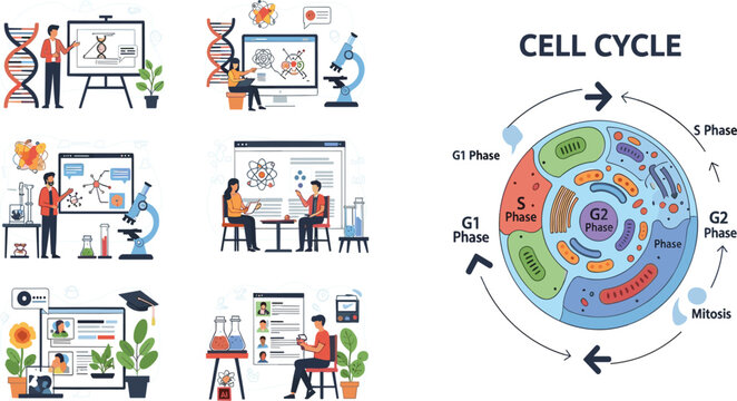 Cell Cycle Biology Diagram with G1 S G2 Phases and Mitosis Process Educational Science Infographic with Laboratory Research and Online Learning Illustrations