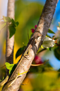 A macro close-up of a perfectly camouflaged lizard on a tree branch. Martinique anole or savanna anole (Anolis roquet) is a species of lizard. It is endemic to the island of Martinique (France).