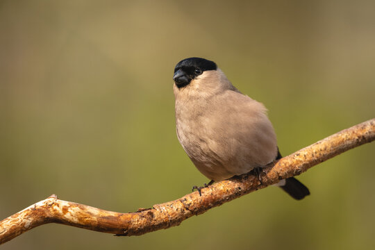 Brambling watching camera from branch in sunshine