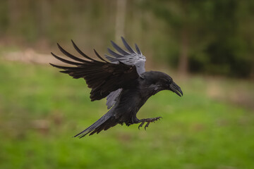 Obraz premium Common raven flies over grass lifting wings