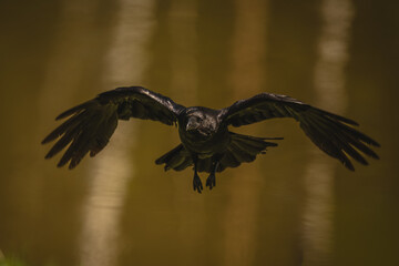 Obraz premium Common raven flies over lake spreading wings