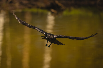 Obraz premium Common raven flies over lake toward camera
