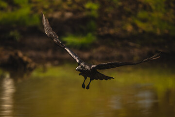 Obraz premium Common raven flies over lake towards camera