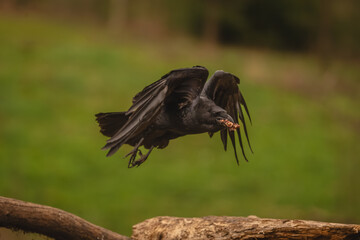 Fototapeta premium Common raven flies over logs holding food