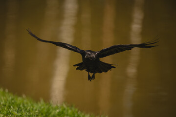 Fototapeta premium Common raven flies over pool spreading wings