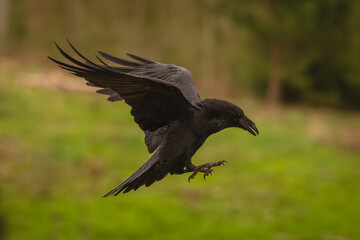 Fototapeta premium Common raven flies through clearing lifting wings