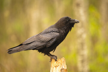 Fototapeta premium Common raven in profile on broken stump