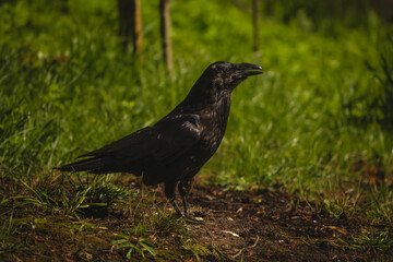 Fototapeta premium Common raven in profile on grassy bank