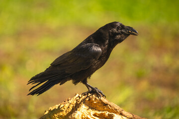 Fototapeta premium Common raven in profile on wooden log