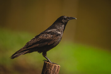 Fototapeta premium Common raven in profile on wooden post