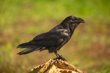 Fototapeta premium Common raven in sunshine on tree stump