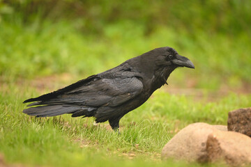 Fototapeta premium Common raven on grassy slope near rocks