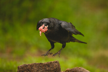 Fototapeta premium Common raven jumps off rock holding food