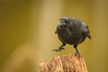 Fototapeta premium Common raven on one foot on stump