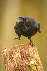 Fototapeta premium Common raven on one leg on stump