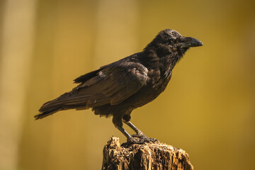 Fototapeta premium Common raven on tree stump in sunshine