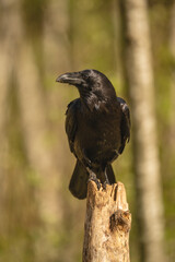 Fototapeta premium Common raven on wooden post turning head