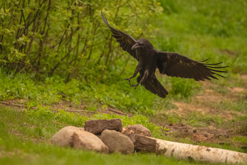 Fototapeta premium Common raven spreads wings landing on rocks