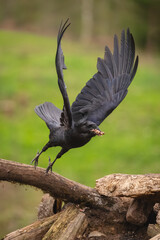 Fototapeta premium Common raven takes off from dead log