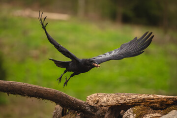 Fototapeta premium Common raven takes off from dead logs