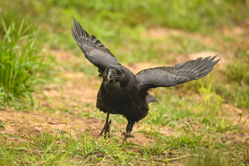 Fototapeta premium Common raven takes off from grassy clearing