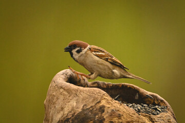 Fototapeta premium Eurasian tree sparrow jumps on tree stump