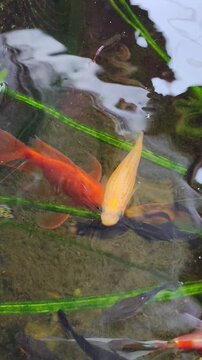 Colorful fancy fish and guppies swimming in a natural pond with green aquatic plants, relaxing water garden view with vibrant gold and orange fish, vertical 4k video footage for zen and home decoratio