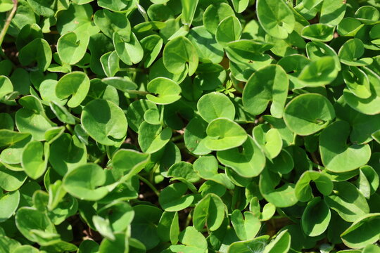 Close-up of Vibrant Green Dichondra micrantha Groundcover Leaves in a Dense Carpet