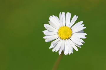 close up of  daisy flower in spring © UMIT