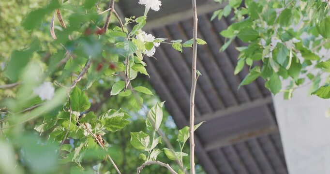 Dolichandrone serrulata white traditional flower Kae Na on tree branch green leaf windy nature scene