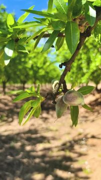 Almendra verde en desarrollo en el &aacute;rbol, fruto inmaduro con textura natural, agricultura primaveral, detalle bot&aacute;nico, crecimiento org&aacute;nico, concepto de naturaleza y cultivo sostenible