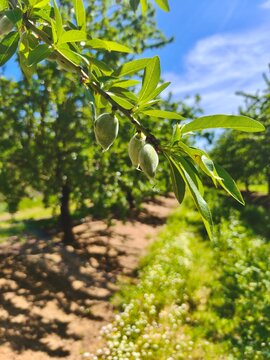 Almendra en fase temprana de desarrollo, con envoltura verde aterciopelada y restos de la flor, creciendo en el almendro en primavera