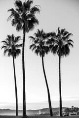 Black and white palm trees silhouettes in Venice Beach, California © Valeria Venezia