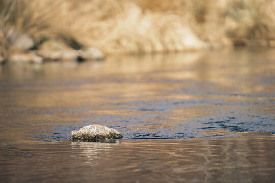 A close-up view of a gently flowing stream highlights a single rock breaking the surface, with soft reflections and warm tones in the background. The shallow depth of field creates a calm, minimalist 