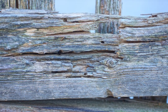 gray brown wooden texture from a rotten piece of wood from an old board