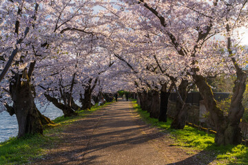 Fototapeta premium 弘前城西堀の桜トンネルと遊歩道（青森県弘前市）