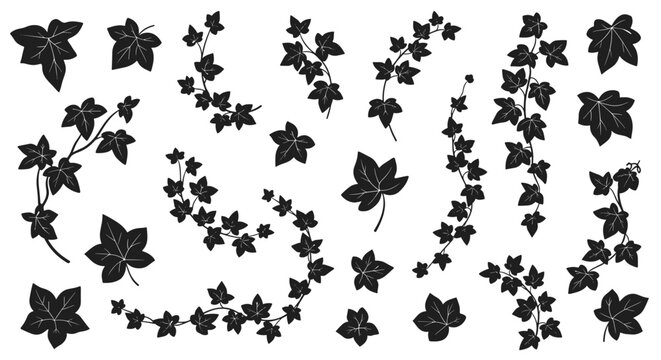 Black ivy vine leaves and branches decorative elements for graphic design and nature themes