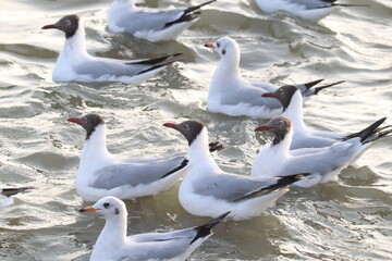 Obraz premium Seagulls on Water: A gathering of seagulls gracefully floating on the rippling water's surface, their feathers and elegant forms highlighted against the natural environment. 