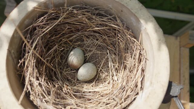 A close-up view of two delicate bird eggs nestled within a carefully constructed nest of straw, captured with smooth, high-angle motion