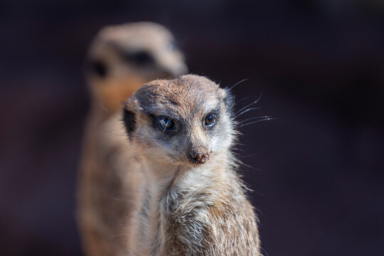 Portrait eines Erdm&auml;nnchen, Surikate, Languste, lustiger Kerl schaut wie ein menschliches Model mit schleuem Blick, dunklen Augen und unscharfem Artgenossen im Hintergrund