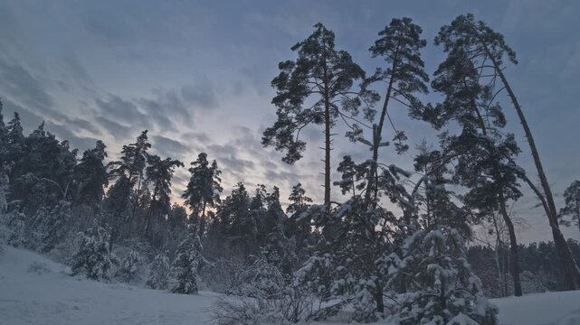Winter forest timelapse at sunset in Ukraine with snow-covered pine trees. Warm evening light and calm natural atmosphere in 4K.