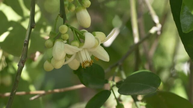 Macro view of Citrus aurantium flowers as source of essential oil. Citrus aurantium blossoms known as neroli are processed for fragrance industry, aromatherapy and high quality cosmetic applications