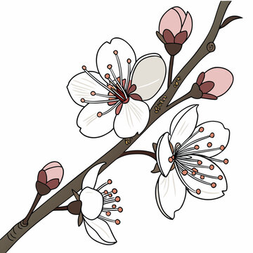 zenobia pulverulenta floweron white