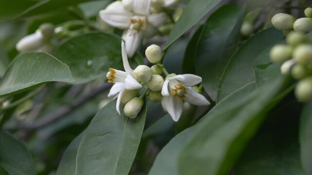 Macro shot of orange blossoms with soft white petals and fine texture. Citrus aurantium known as neroli is widely used in perfumery, valued for refined floral aroma and natural fragrance extraction