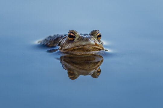 Common European Toad - Bufo bufo, portrait of large frog from European rivers and lakes, Mikulov, Czech Republic.